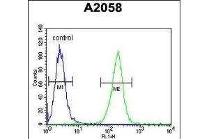 MOBKL1B Antibody (C-term) (ABIN391568 and ABIN2841505) flow cytometric analysis of  cells (right histogram) compared to a negative control cell (left histogram). (MOB1A antibody  (C-Term))