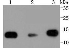 Lane 1: Hela, Lane 2: NIH/3T3, Lane 3: PC12 lysates probed with Histone H2B (3A6) Monoclonal Antibody  at 1:1000 overnight at 4˚C.