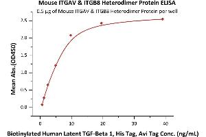 Immobilized Mouse ITGAV&ITGB8 Heterodimer Protein, His Tag&Tag Free (ABIN6731263,ABIN6809904) at 5 μg/mL (100 μL/well) can bind Biotinylated Human Latent  1, His,Avitag (ABIN6386432,ABIN6388257) with a linear range of 1-10 ng/mL (QC tested).