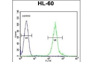 FANCC Antibody (C-term) (ABIN653475 and ABIN2842896) flow cytometric analysis of HL-60 cells (right histogram) compared to a negative control cell (left histogram). (FANCC antibody  (C-Term))