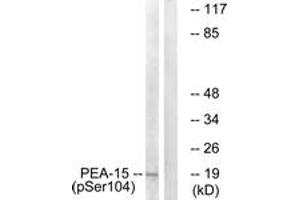 Western blot analysis of extracts from COS7 cells treated with TNF 20ng/ml 5', using PEA-15 (Phospho-Ser104) Antibody. (PEA15 antibody  (pSer104))