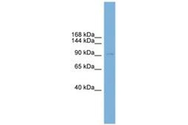 PHC2 antibody  (AA 35-84)