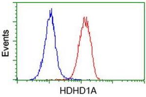 Flow cytometric Analysis of Hela cells, using anti-HDHD1A antibody (ABIN2454395), (Red), compared to a nonspecific negative control antibody, (Blue). (HDHD1 antibody)