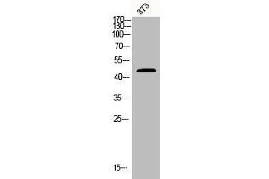 Western Blot analysis of 3T3 cells using BCKDK Polyclonal Antibody (BCKDK antibody  (N-Term))