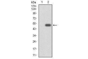 Western Blotting (WB) image for anti-Cytochrome P450, Family 3, Subfamily A, Polypeptide 4 (CYP3A4) (AA 243-430) antibody (ABIN1497736)