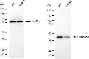 Western blotting analysis using DNAJA2 antibody (ABIN7798371).