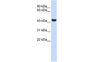 Cytokeratin 19 antibody used at 1 ug/ml to detect target protein. (Cytokeratin 19 antibody  (N-Term))