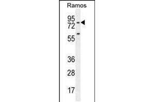 Western blot analysis in Ramos cell line lysates (35ug/lane). (PDE4B antibody  (AA 189-217))