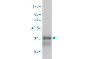 Western Blot detection against Immunogen (34. (GNG4 antibody  (AA 1-75))