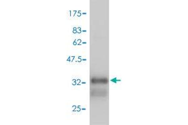 GNG4 anticorps  (AA 1-75)