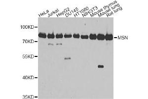 Western blot analysis of extracts of various cell lines, using MSN antibody. (Moesin antibody)