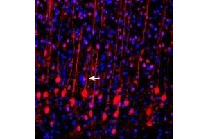 Expression of VGLUT2 in rat neocortex - Immunohistochemical staining of rat frozen brain sections using Anti-VGLUT2 Antibody (ABIN7043681, ABIN7044370 and ABIN7044371), (1:400). (Solute Carrier Family 17 (Vesicular Glutamate Transporter), Member 6 (SLC17A6) (AA 45-56), (Cytosolic), (N-Term) antibody)