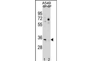 Western blot analysis in A549 cell line lysates (35ug/lane). (ATP1B2 antibody  (C-Term))