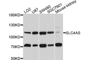 Western blot analysis of extracts of various cell lines, using SLC4A5 antibody (ABIN4905205) at 1:1000 dilution.