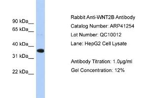 WB Suggested Antibody  Titration: 1. (WNT2B antibody  (Middle Region))