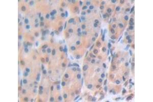 IHC-P analysis of Mouse Tissue, with DAB staining. (Gastrokine 3 antibody  (AA 38-177))