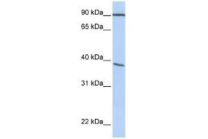 POPDC3 antibody used at 1 ug/ml to detect target protein. (POPDC3 antibody  (C-Term))