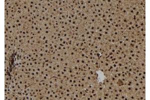 ABIN6267146 at 1/100 staining Rat liver tissue by IHC-P. (NPM1 antibody  (pThr95))