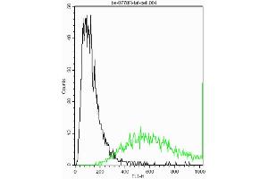 Sheep fat cells stained withAnti-Thy-1/CD90/Thy1. (CD90 antibody  (AA 31-120))