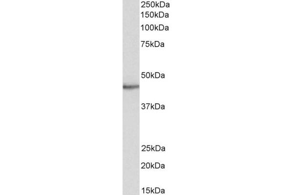 STAP2 antibody  (C-Term)