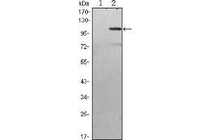Western blot analysis using TAB2 mAb against HEK293 (1) and TAB2(AA: 1-300)-hIgGFc transfected HEK293 (2) cell lysate. (TAB2 antibody)
