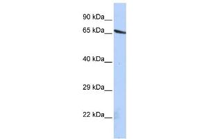 Western Blotting (WB) image for anti-Olfactomedin-Like 2A (OLFML2A) antibody (ABIN2459671) (OLFML2A antibody)