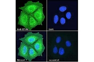 ABIN334524 Immunofluorescence analysis of paraformaldehyde fixed MCF7 cells, permeabilized with 0. (VTCN1 antibody  (Internal Region))
