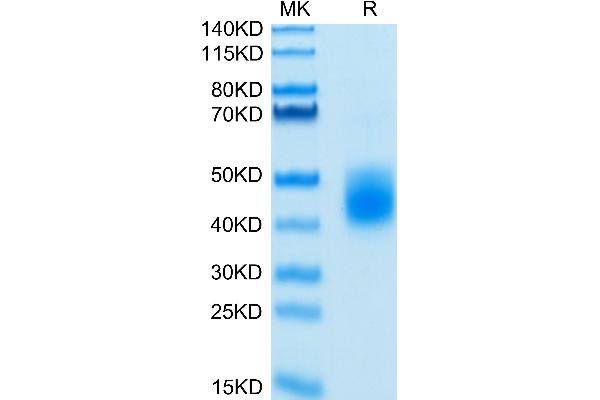LILRA5 Protein (AA 42-268) (His-Avi Tag,Biotin)