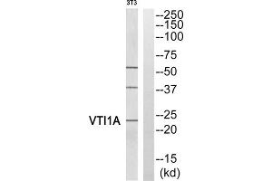 Western blot analysis of extracts from 3T3 cells, using VTI1A antibody. (VTI1A antibody  (Internal Region))