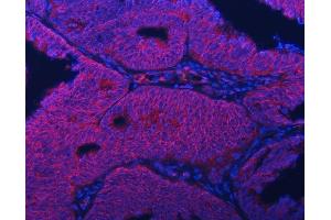 IF analysis of Septin 2/SEPTIN2 using anti-Septin 2/SEPTIN2 antibody (ABIN7599275).