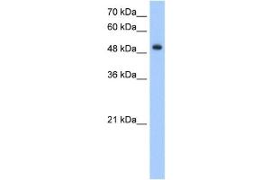DNER antibody (20R-1277) used at 0. (DNER antibody  (Middle Region))