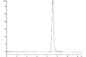 The purity of Cynomolgus carbonic anhydrase XII is greater than 95 % as determined by SEC-HPLC.