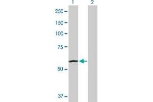 Western Blot analysis of ACO2 expression in transfected 293T cell line by ACO2 MaxPab polyclonal antibody. (ACO2 antibody  (AA 1-780))