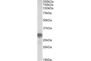 ABIN2564170 (0. (NNMT antibody  (AA 171-182))