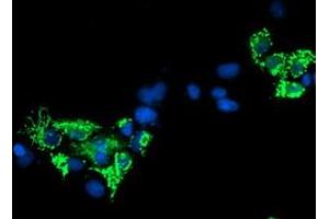 Anti-SIRT5 mouse monoclonal antibody (ABIN2454822) immunofluorescent staining of COS7 cells transiently transfected by pCMV6-ENTRY SIRT5 (RC200189). (SIRT5 antibody)