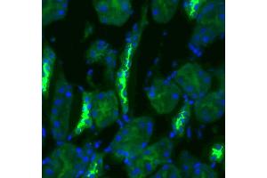 Immunohistochemistry analysis using Rabbit Anti-NCC Polyclonal Antibody . (SLC12A3 antibody  (AA 74-95) (Biotin))