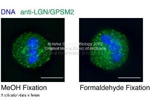 GPSM2 antibody - N-terminal region  in human cell lines with GFP-LGN fusion using Immunofluorescence.