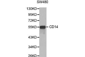 Western blot analysis of extracts of SW480 cell lines, using CD14 antibody. (CD14 antibody)