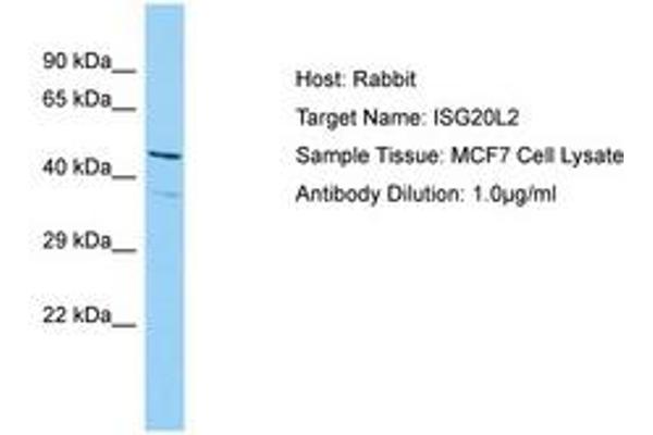 ISG20L2 antibody  (AA 115-164)