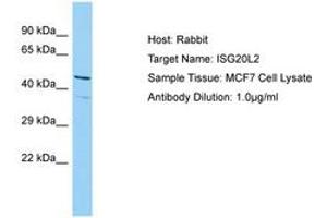 ISG20L2 Antikörper  (AA 115-164)