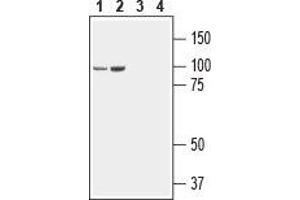 Western blot analysis of rat (lanes 1 and 3) and mouse (lanes 2 and 4) brain lysate: - 1,2. (Neuroligin 3 antibody  (Extracellular, N-Term))