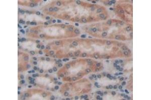 IHC-P analysis of kidney tissue, with DAB staining. (FNTA antibody  (AA 51-366))