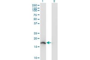 Western Blot analysis of NENF expression in transfected 293T cell line by NENF monoclonal antibody (M04), clone 7D10. (Neudesin antibody  (AA 1-172))
