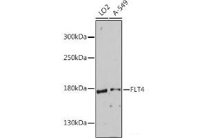 Western blot analysis of extracts of various cell lines using FLT4 Polyclonal Antibody at dilution of 1:1000. (FLT4 antibody)