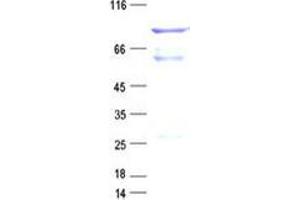 Validation with Western Blot (TFCP2 Protein (GST tag,His tag))