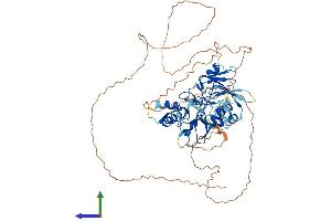 AlphaFold protein structure predicition of Human Recombinant ZSWIM2 Protein, UniprotID Q8NEG5