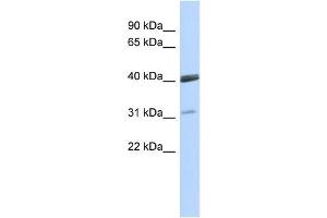 Western Blotting (WB) image for anti-Visual System Homeobox 1 (VSX1) antibody (ABIN2458362) (VSX1 antibody)