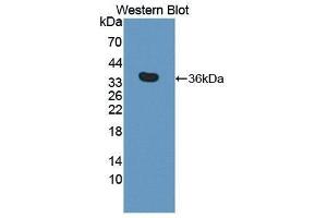 Western Blotting (WB) image for anti-tyrosine Kinase with Immunoglobulin-Like and EGF-Like Domains 1 (TIE1) (AA 835-1134) antibody (ABIN3209246) (TIE1 antibody  (AA 835-1134))