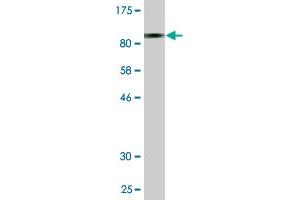 Western Blot detection against Immunogen (88. (Osteoactivin antibody  (AA 1-572))
