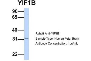Host:  Rabbit  Target Name:  YIF1B  Sample Type:  Human Fetal Brain  Antibody Dilution:  1. (YIF1B antibody  (Middle Region))